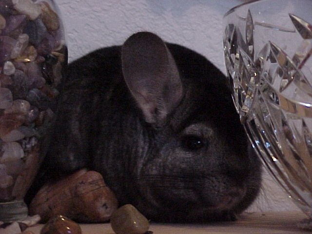 Pepita - rescued in '99