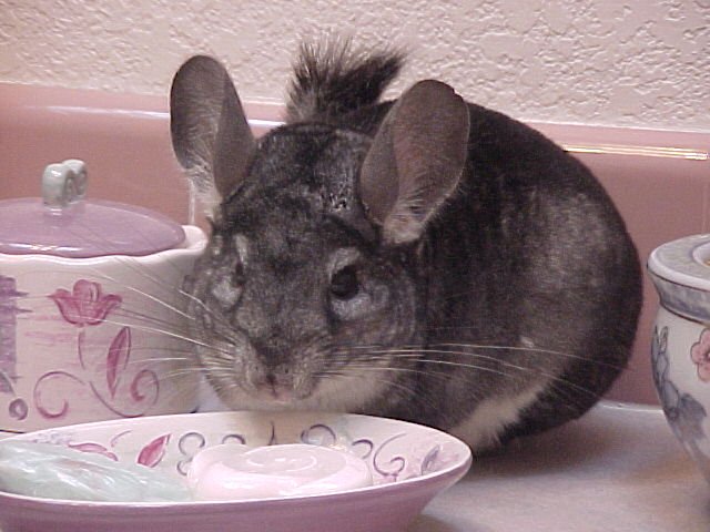 Leroy - Rescued in 2002
